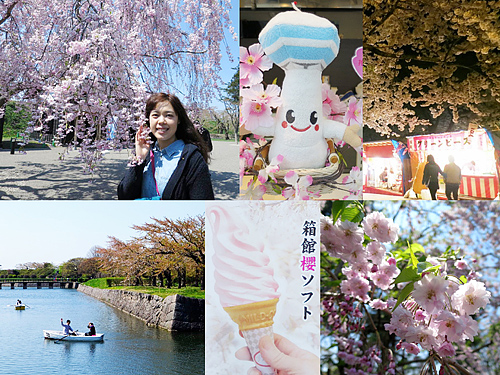 在五稜郭和函館公園，體驗賞櫻之美