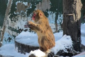 日本猕猴泡温泉（热带植物园）