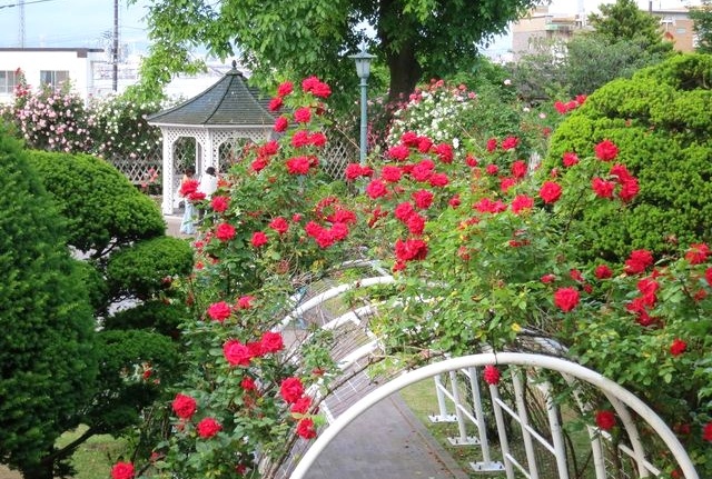 茶室Victorian Rose （函馆市旧英国领事馆）