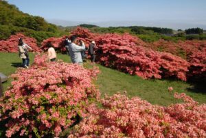 惠山杜鹃花节