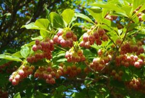 惠山杜鹃花节