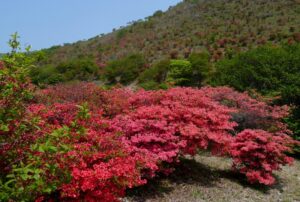 惠山杜鹃花节