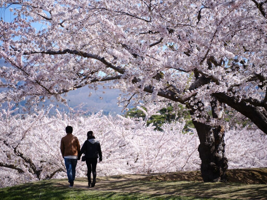 函馆樱花：适合打造美好回忆的7个绝佳景点
