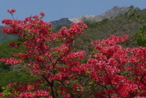 惠山杜鹃花节