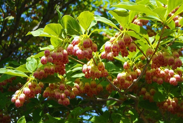 惠山杜鵑花節