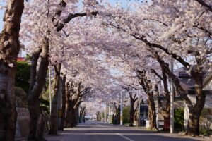 函館櫻花：適合打造美好回憶的7個絕佳景點