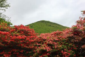 惠山杜鵑花節