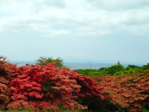 惠山杜鵑花節