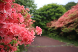 惠山杜鵑花節