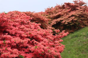 惠山杜鵑花節