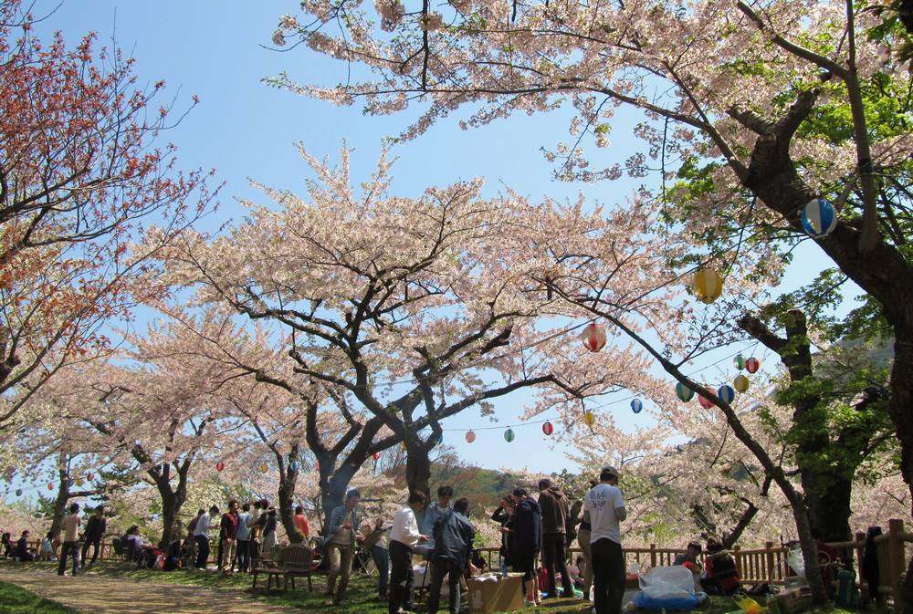 Cherry-blossom Viewing