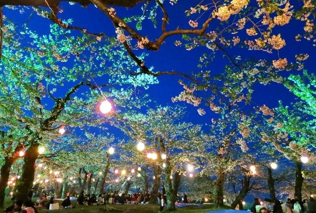 Cherry-blossom Viewing