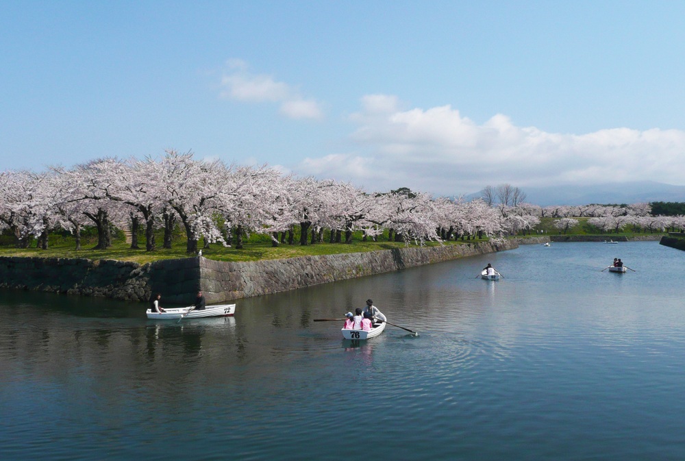 Cherry-blossom Viewing