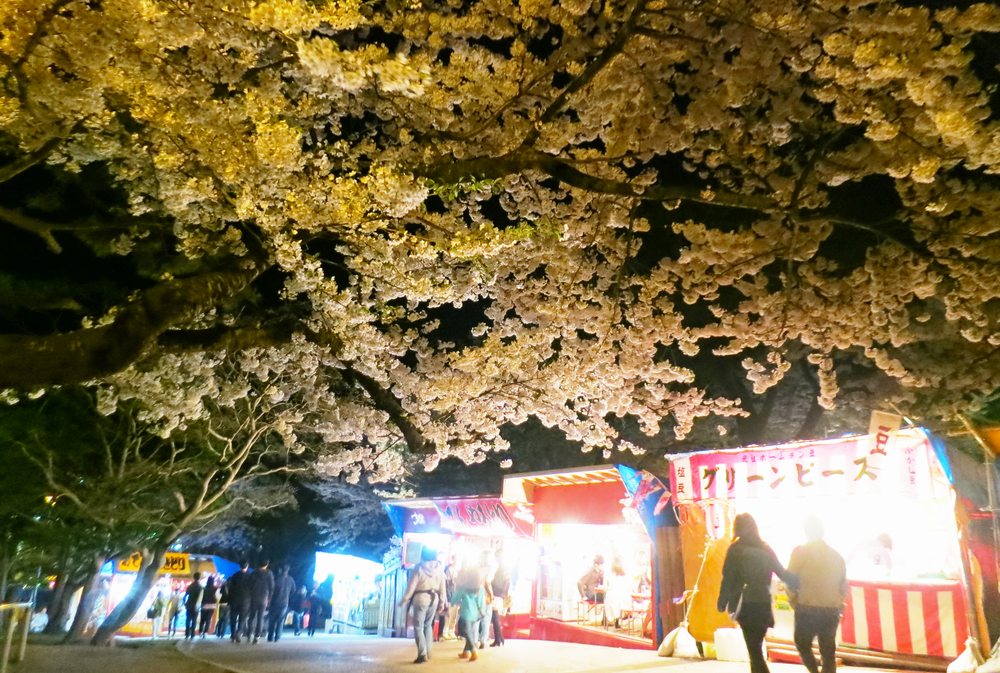 Cherry-blossom Viewing