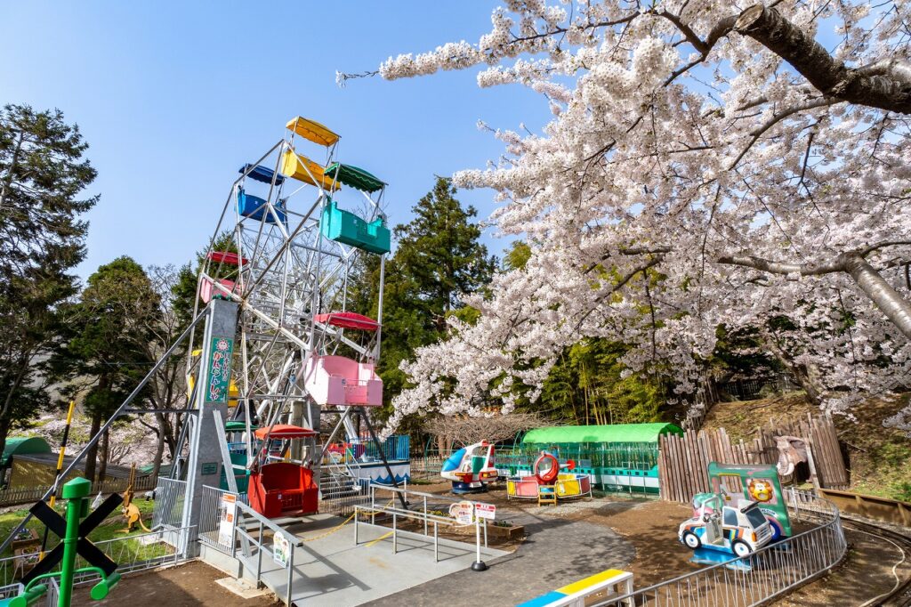 Hakodate Cherry Blossoms: 7 Perfect Spots for Making Unforgettable Memories!