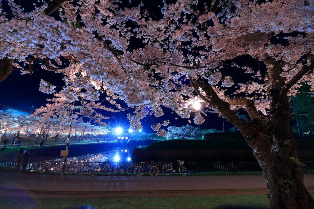 Hakodate Cherry Blossoms: 7 Perfect Spots for Making Unforgettable Memories!