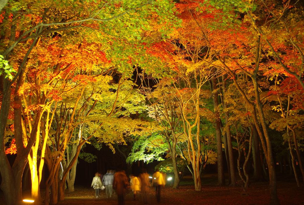 Hakodate in Autumn