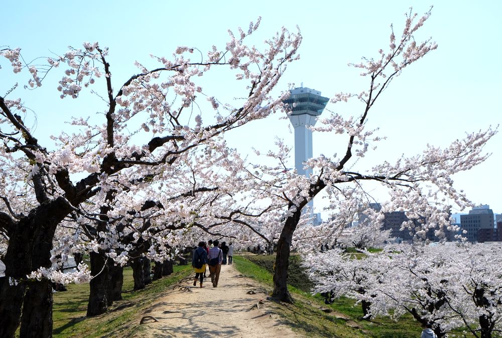 Cherry-blossom Viewing