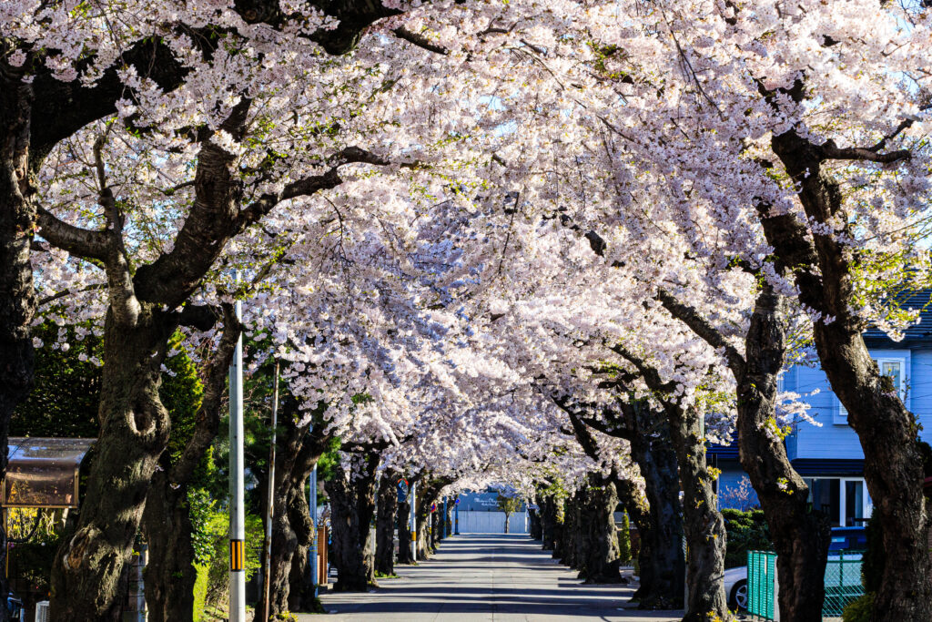 Cherry trees along Sakuragaoka-dori