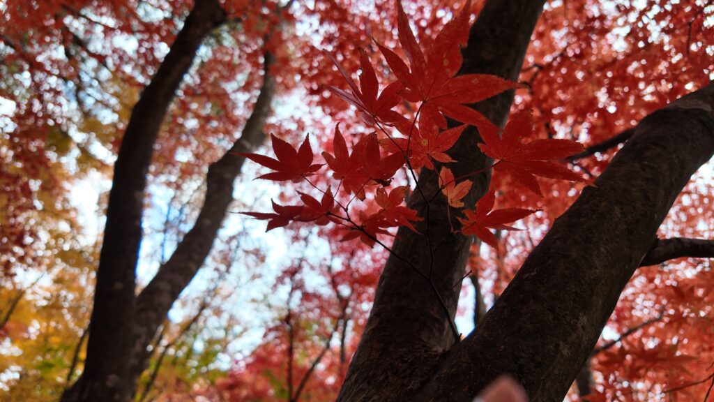 [November 5] Autumn Foliage at Kosetsuen (Miharashi Park) and Goryokaku Park