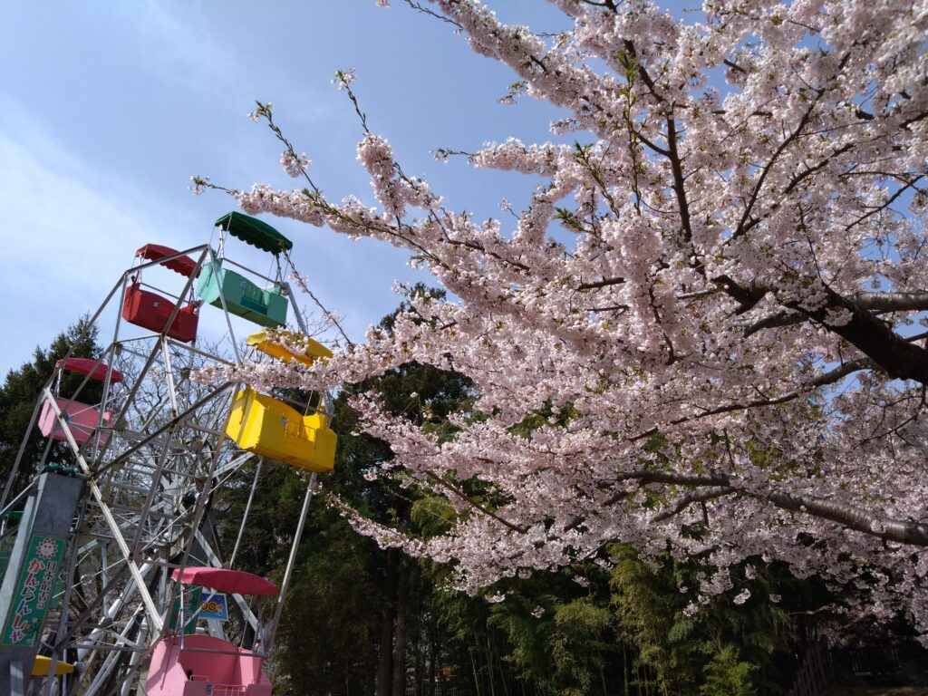 The cherry blossoms are in full bloom in Hakodate!