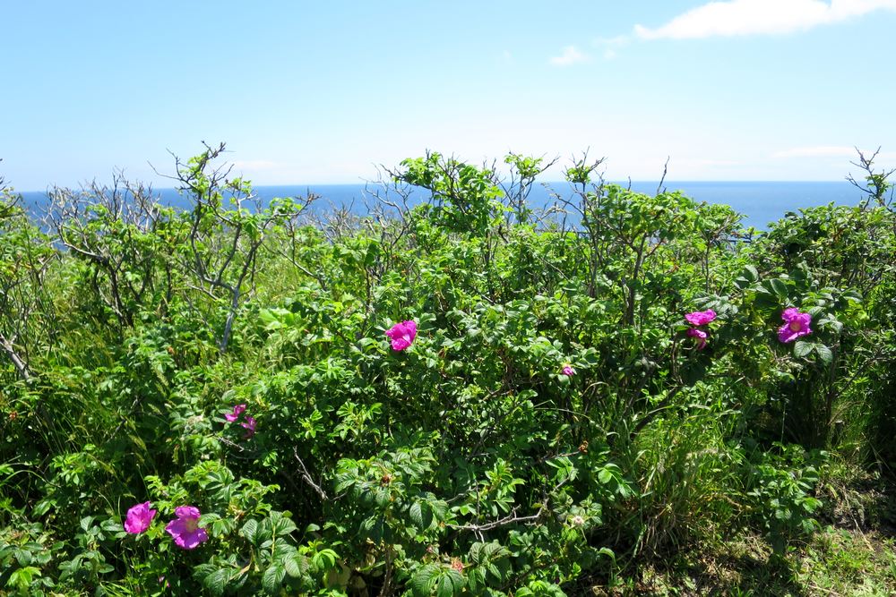 Tanjung Tachimachi