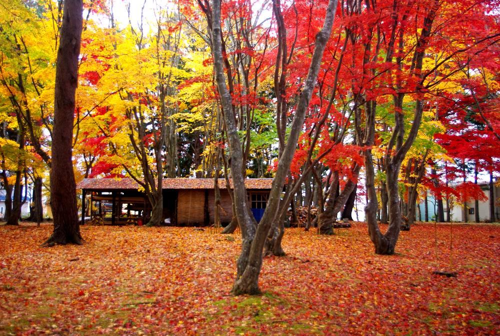 Hakodate MOMI-G Festa (festival daun musim gugur)