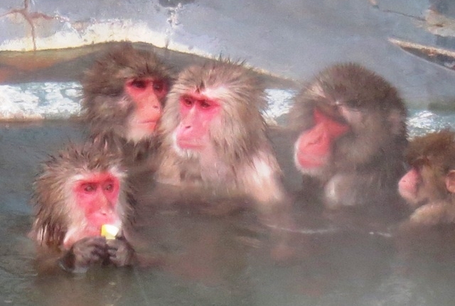 Monyet Berendam di Sumber Mata Air Panas