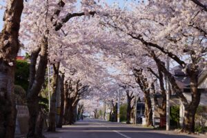 Ini Dia 7 Spot yang Sempurna untuk Menikmati Keindahan Bunga Sakura di Hakodate!