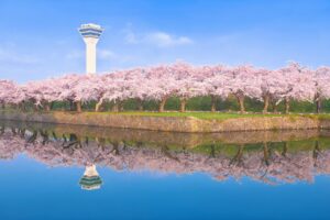 Ini Dia 7 Spot yang Sempurna untuk Menikmati Keindahan Bunga Sakura di Hakodate!