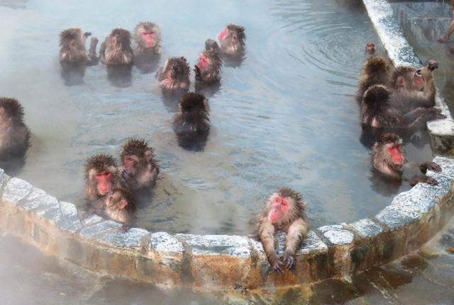 Monyet Berendam di Sumber Mata Air Panas (Taman Botani Tropis)