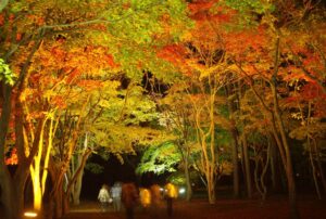 Hakodate MOMI-G Festa (festival daun musim gugur)