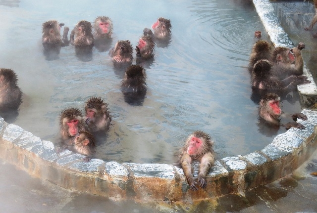 Monyet Berendam di Sumber Mata Air Panas