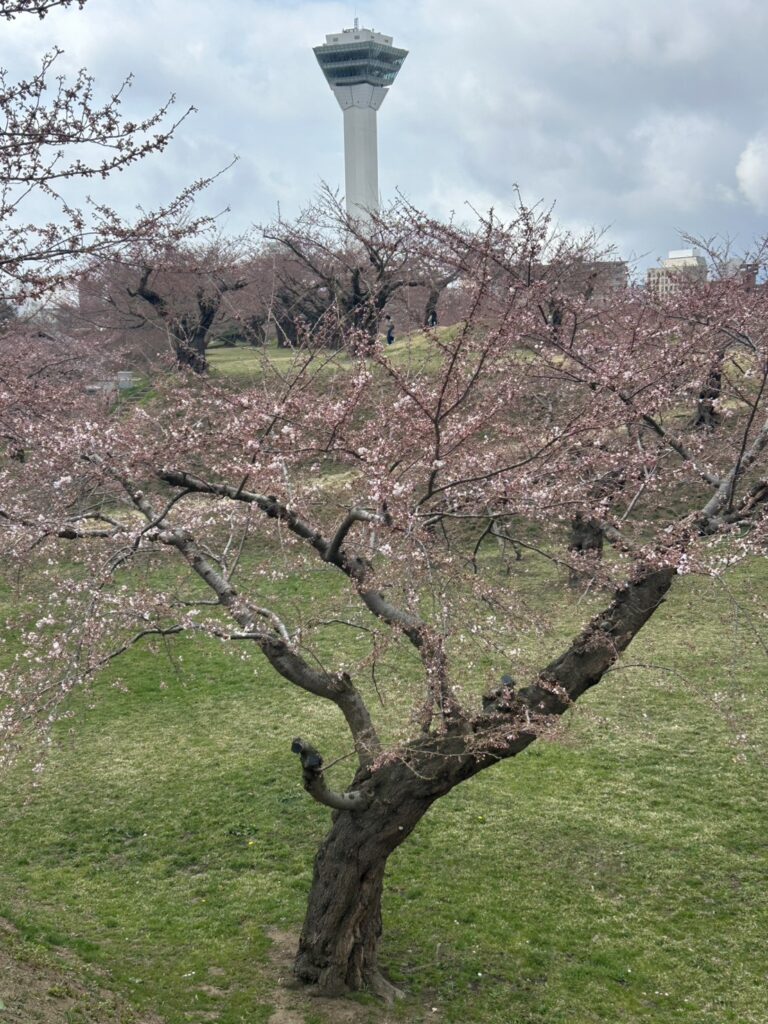 Bunga Sakura sudah mekar di Hakodate!