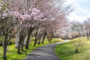 하코다테의 벚꽃: 추억 만들기 좋은 명소 7곳