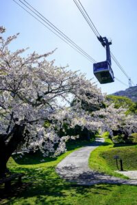 하코다테의 벚꽃: 추억 만들기 좋은 명소 7곳