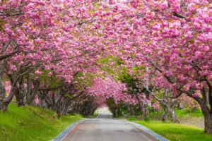 하코다테의 벚꽃: 추억 만들기 좋은 명소 7곳