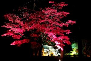Pesta MOMI-G Hakodate (perayaan daun musim luruh)