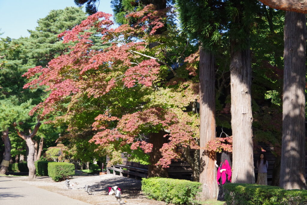 [19 Oktober] Keadaan Daun Musim Luruh di Taman Miharashi (Kōsetsuen)