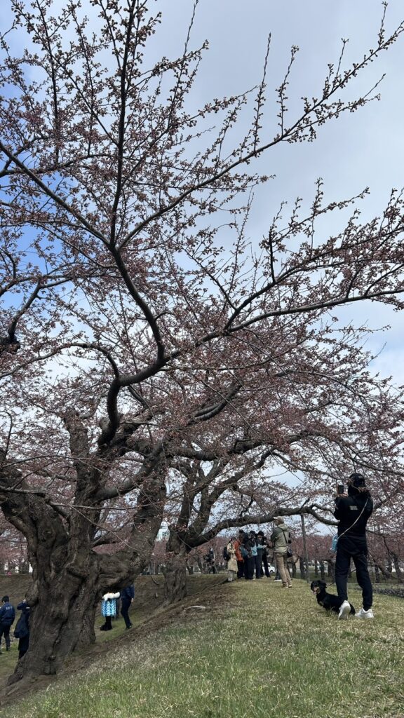 Bunga Sakura telah mekar di Hakodate!