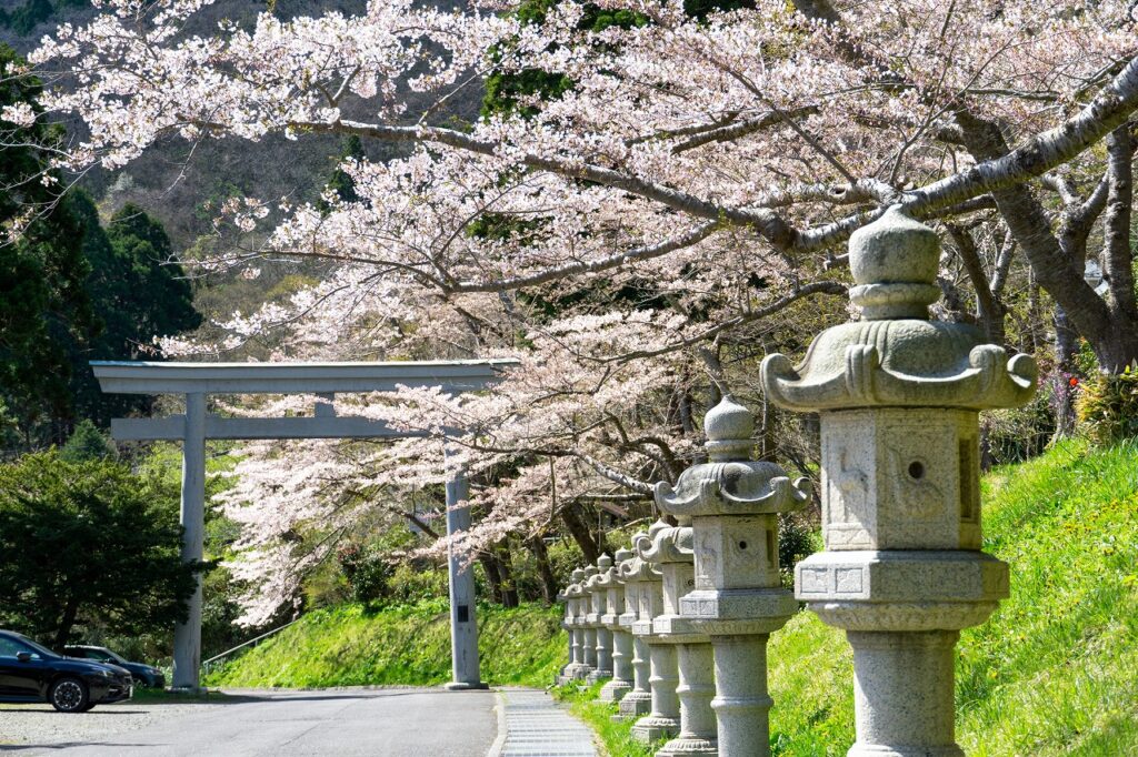 7 จุดชมดอกซากุระในฮาโกดาเตะที่สมบูรณ์แบบในการสร้างความทรงจำสุดพิเศษ